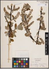 Foto von Salix caprea L.